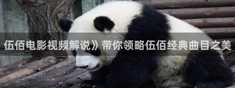 紫阳花的凋零散落之时樱花视频