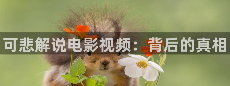 樱花视频真人：可悲解说电影视频：背后的真相