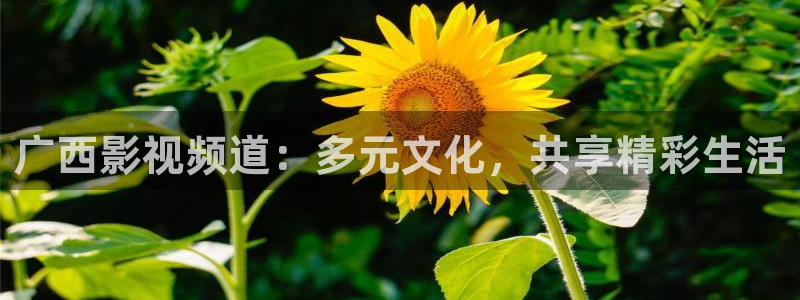 漂亮的樱花视频：广西影视频道：多元文化，共享精彩生活
