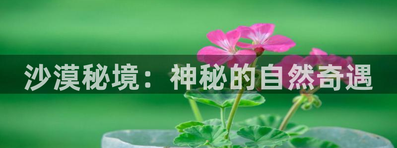 樱花视频高清免费版：沙漠秘境：神秘的自然奇遇